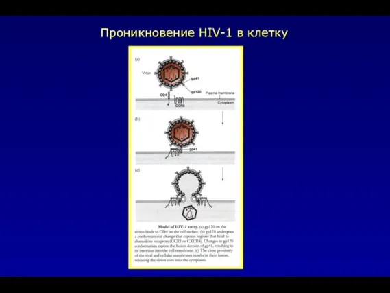 Проникновение HIV-1 в клетку