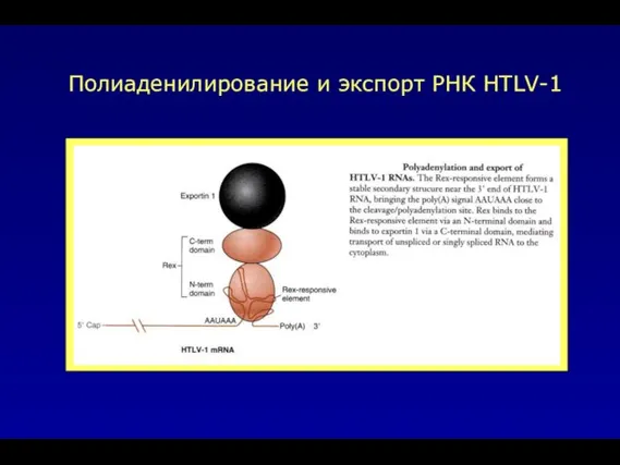 Полиаденилирование и экспорт РНК HTLV-1