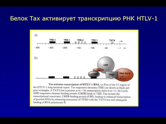 Белок Tax активирует транскрипцию РНК HTLV-1