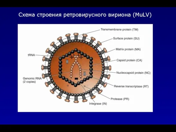 Схема строения ретровирусного вириона (MuLV)
