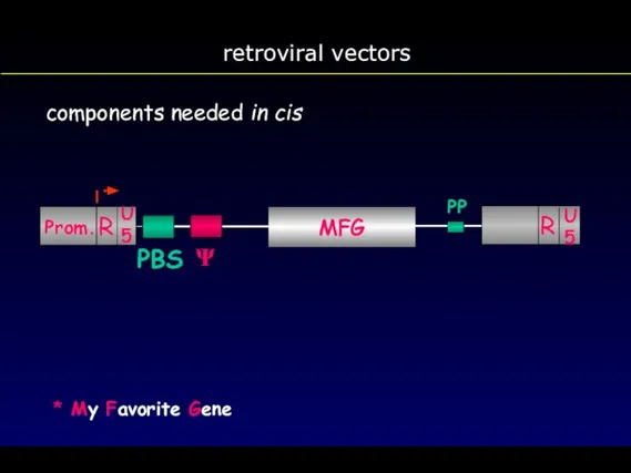retroviral vectors components needed in cis MFG * My Favorite Gene U 5