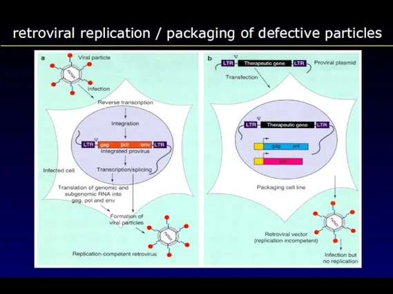 retroviral replication / packaging of defective particles