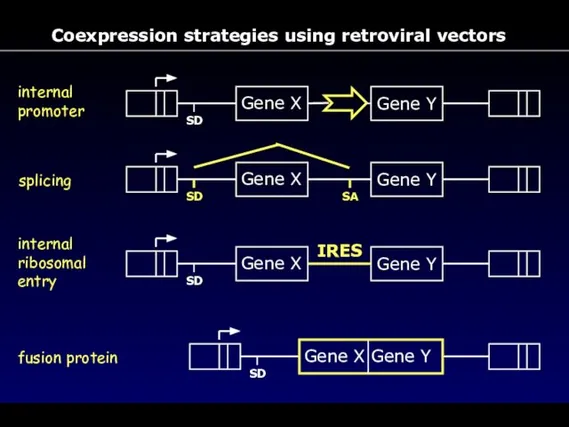 Coexpression strategies using retroviral vectors