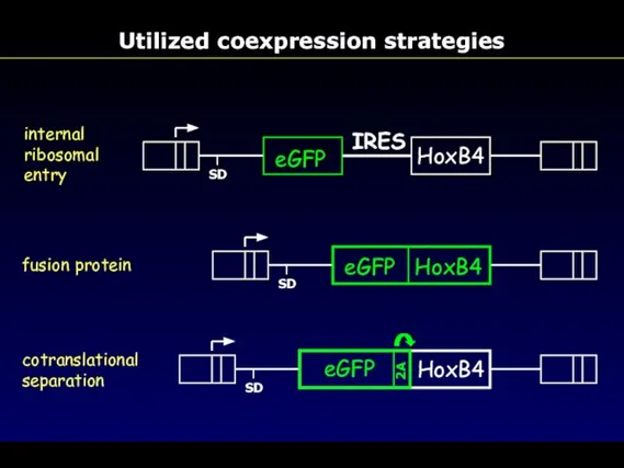 Utilized coexpression strategies HoxB4 eGFP SD internal ribosomal entry IRES fusion