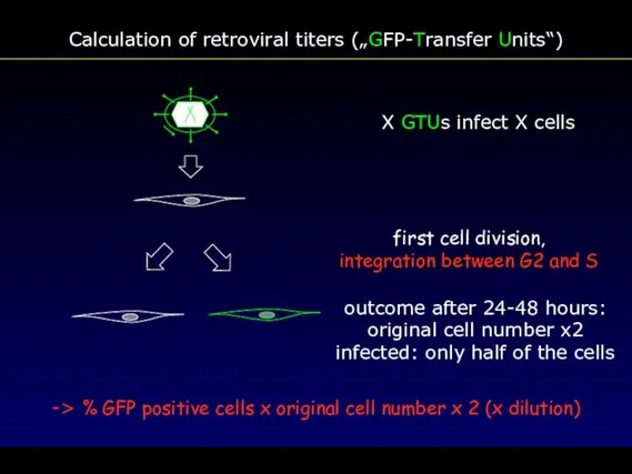 Calculation of retroviral titers („GFP-Transfer Units“) -> % GFP positive cells