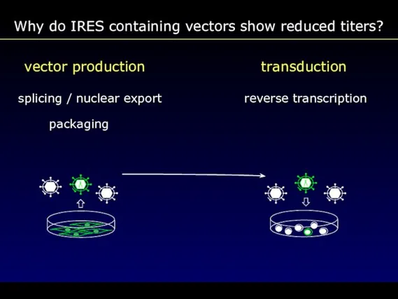vector production transduction splicing / nuclear export reverse transcription packaging