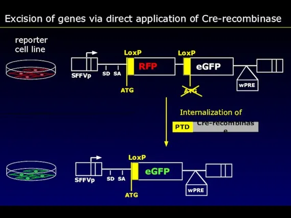 Excision of genes via direct application of Cre-recombinase reporter cell line