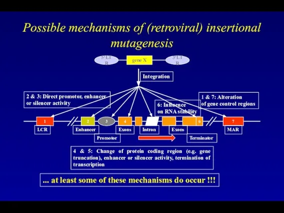 Possible mechanisms of (retroviral) insertional mutagenesis gene X 5‘LTR 3‘LTR 1