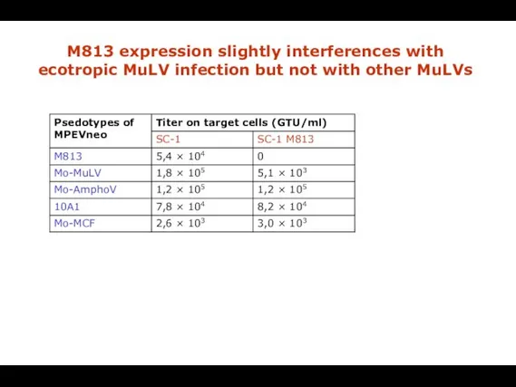 M813 expression slightly interferences with ecotropic MuLV infection but not with other MuLVs