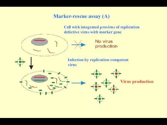 Marker-rescue assay (A) Cell with integrated provirus of replication defective virus
