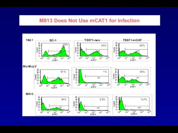M813 Does Not Use mCAT1 for Infection SC-1 TE671-neo TE671-mCAT 10A1