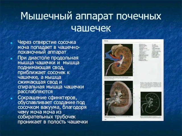 Мышечный аппарат почечных чашечек Через отверстие сосочка моча попадает в чашечно-лоханочный