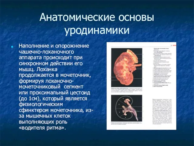 Анатомические основы уродинамики Наполнение и опорожнение чашечно-лоханочного аппарата происходит при синхронном