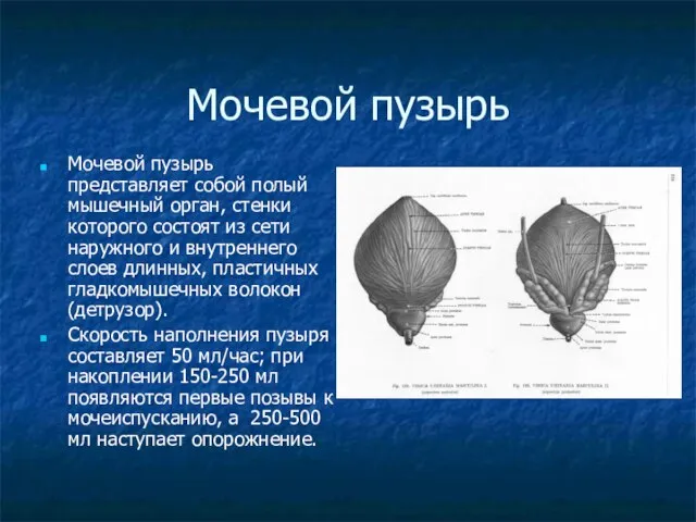 Мочевой пузырь Мочевой пузырь представляет собой полый мышечный орган, стенки которого