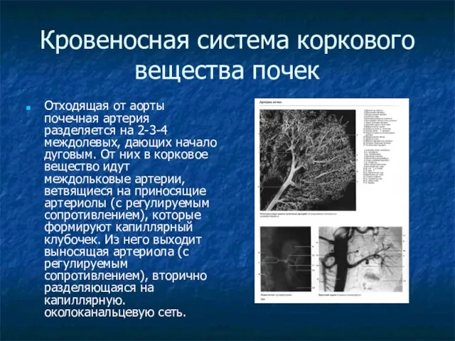 Кровеносная система коркового вещества почек Отходящая от аорты почечная артерия разделяется