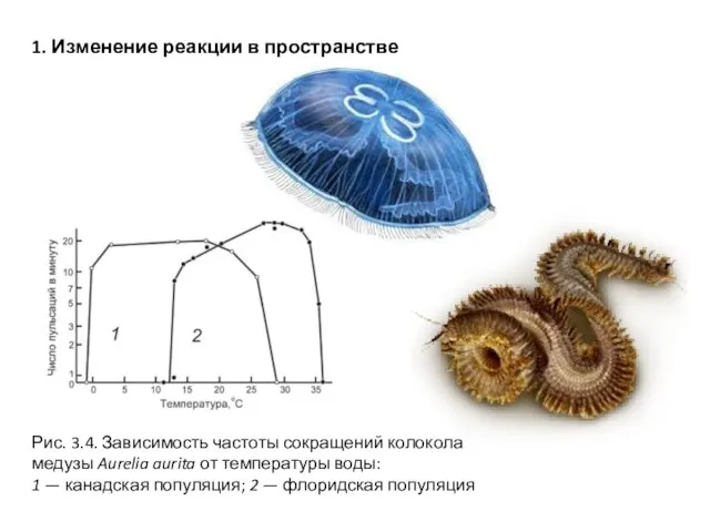 Рис. 3.4. Зависимость частоты сокращений колокола медузы Aurelia aurita от температуры