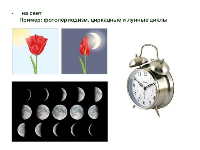 на свет Пример: фотопериодизм, циркадные и лунные циклы