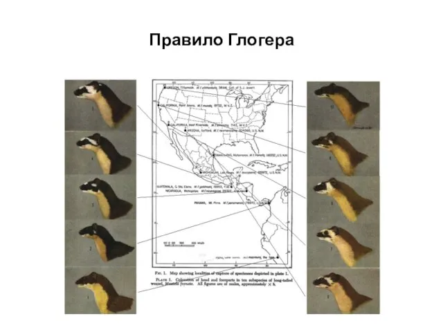 Правило Глогера