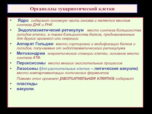 Органеллы эукариотической клетки Ядро содержит основную часть генома и является местом