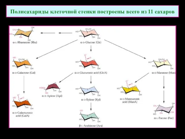 Полисахариды клеточной стенки построены всего из 11 сахаров