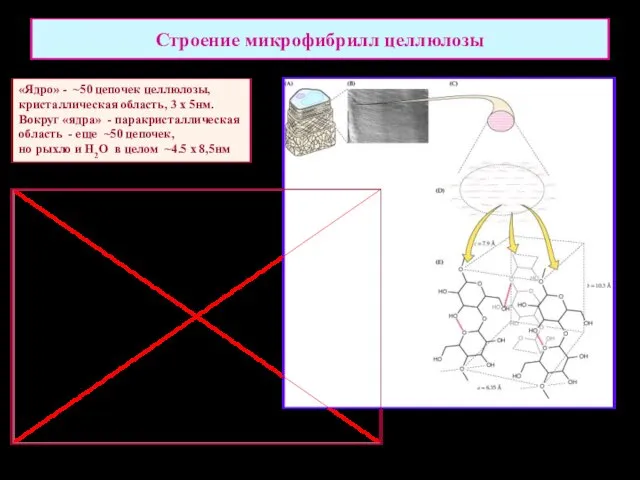 Строение микрофибрилл целлюлозы «Ядро» - ~50 цепочек целлюлозы, кристаллическая область, 3