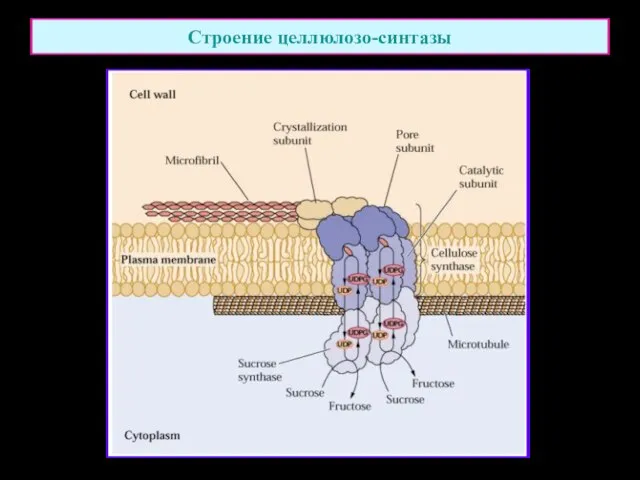 Строение целлюлозо-синтазы