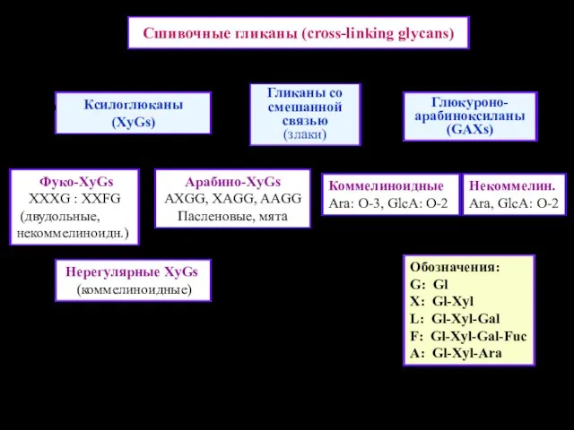 Сшивочные гликаны (cross-linking glycans) Ксилоглюканы (XyGs) Гликаны со смешанной связью (злаки)