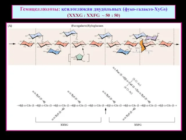 Гемицеллюлозы: ксилоглюкан двудольных (фуко-галакто-XyGs) (XXXG : XXFG ~ 50 : 50)