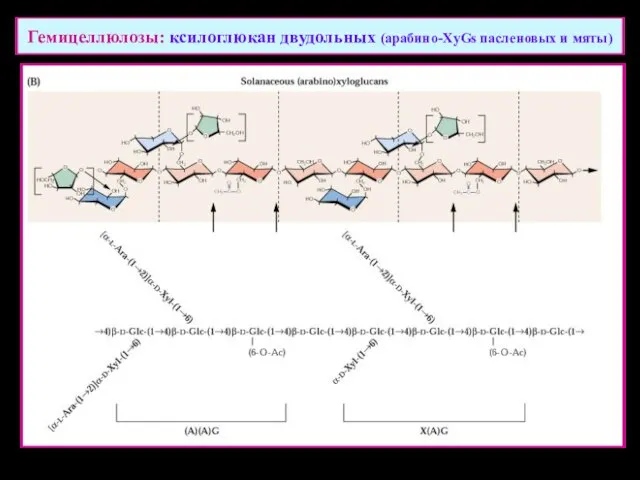 Гемицеллюлозы: ксилоглюкан двудольных (арабино-XyGs пасленовых и мяты)