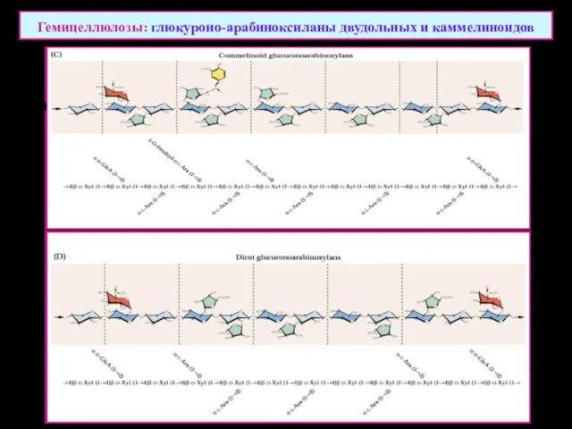 Гемицеллюлозы: глюкуроно-арабиноксиланы двудольных и каммелиноидов