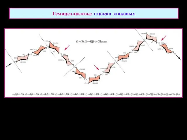 Гемицеллюлозы: глюкан злаковых