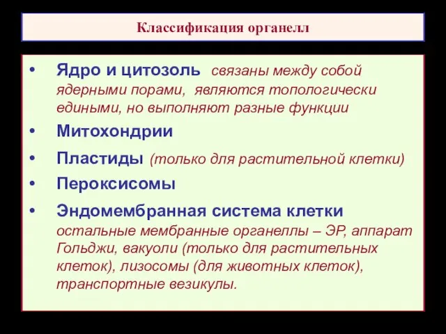 Классификация органелл Ядро и цитозоль связаны между собой ядерными порами, являются