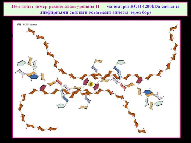 Пектины: димер рамногалактуронана II мономеры RGII 4200kDa связаны диэфирными связями остатками апиозы через бор)