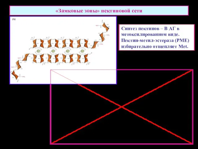 «Замковые зоны» пектиновой сети Синтез пектинов – В АГ в метоксилированном