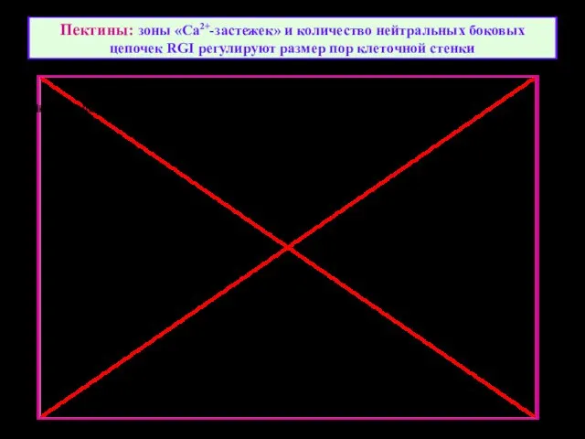 Пектины: зоны «Ca2+-застежек» и количество нейтральных боковых цепочек RGI регулируют размер пор клеточной стенки