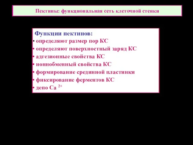 Пектины: функциональная сеть клеточной стенки Функции пектинов: определяют размер пор КС