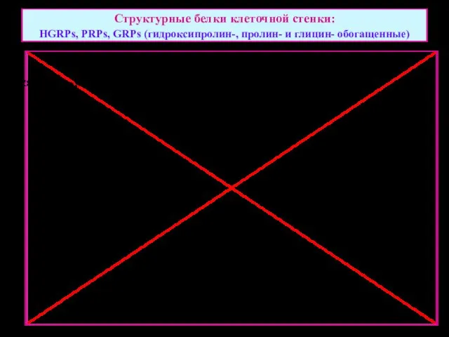 Структурные белки клеточной стенки: HGRPs, PRPs, GRPs (гидроксипролин-, пролин- и глицин- обогащенные)