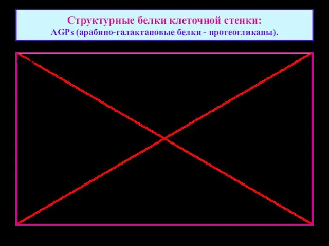 Структурные белки клеточной стенки: AGPs (арабино-галактановые белки - протеогликаны).