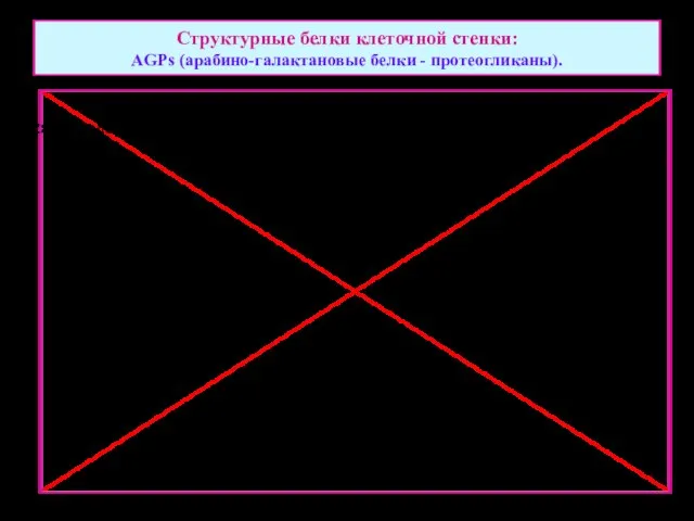 Структурные белки клеточной стенки: AGPs (арабино-галактановые белки - протеогликаны).