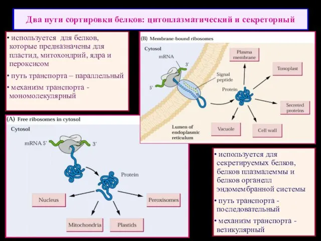 Два пути сортировки белков: цитоплазматический и секреторный используется для секретируемых белков,