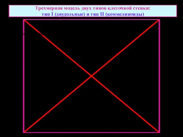 Трехмерная модель двух типов клеточной стенки: тип I (двудольные) и тип II (коммелиноиды)