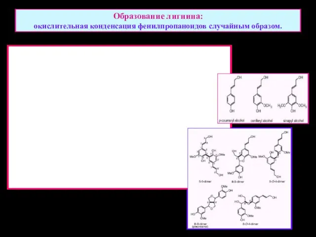 Образование лигнина: окислительная конденсация фенилпропаноидов случайным образом.