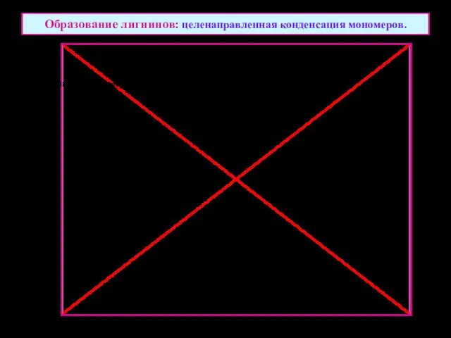 Образование лигнинов: целенаправленная конденсация мономеров.