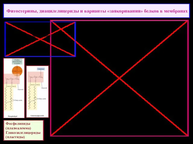 Фитостерины, диацилглицериды и варианты «заякоривания» белков в мембранах Фосфолипиды (плазмалемма) Гликозилглицериды (пластиды)