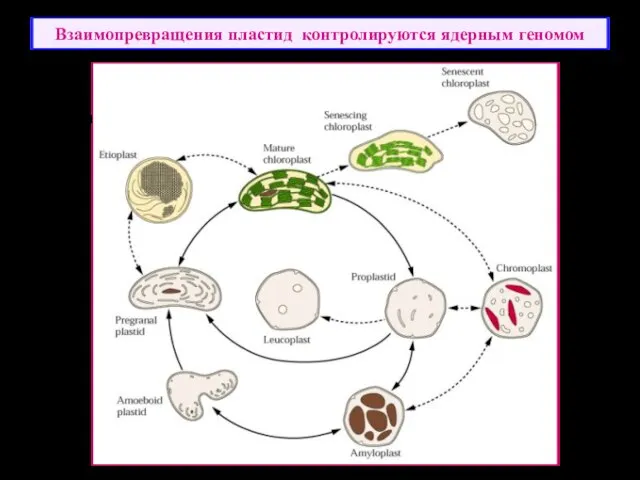 Взаимопревращения пластид контролируются ядерным геномом