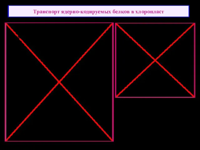 Транспорт ядерно-кодируемых белков в хлоропласт