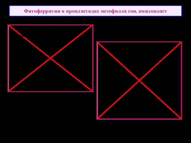 Фитоферритин в пропластидах мезофилла сои, амилопласт