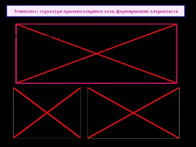 Этиопласт: структура проламеллярного тела, формирование хлоропласта