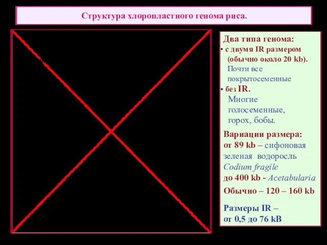 Структура хлоропластного генома риса. Два типа генома: c двумя IR размером