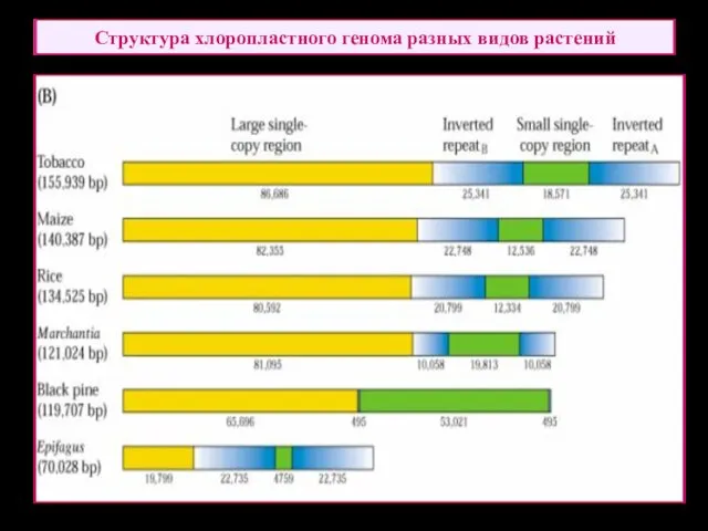 Структура хлоропластного генома разных видов растений